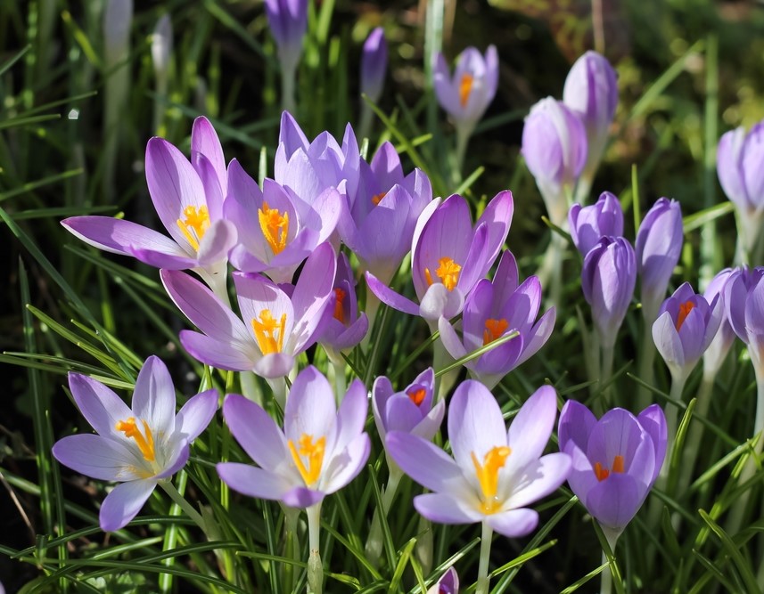 Crocus Tommasinianus
