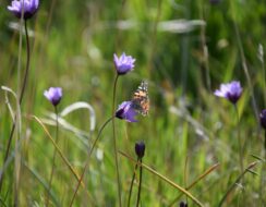 Dichelostemma Congestum.
