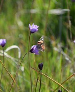 Dichelostemma Congestum.