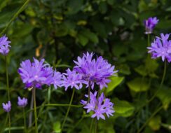 Dichelostemma Congestum