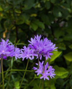 Dichelostemma Congestum