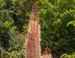 Eremurus Romance