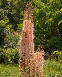 Eremurus Romance