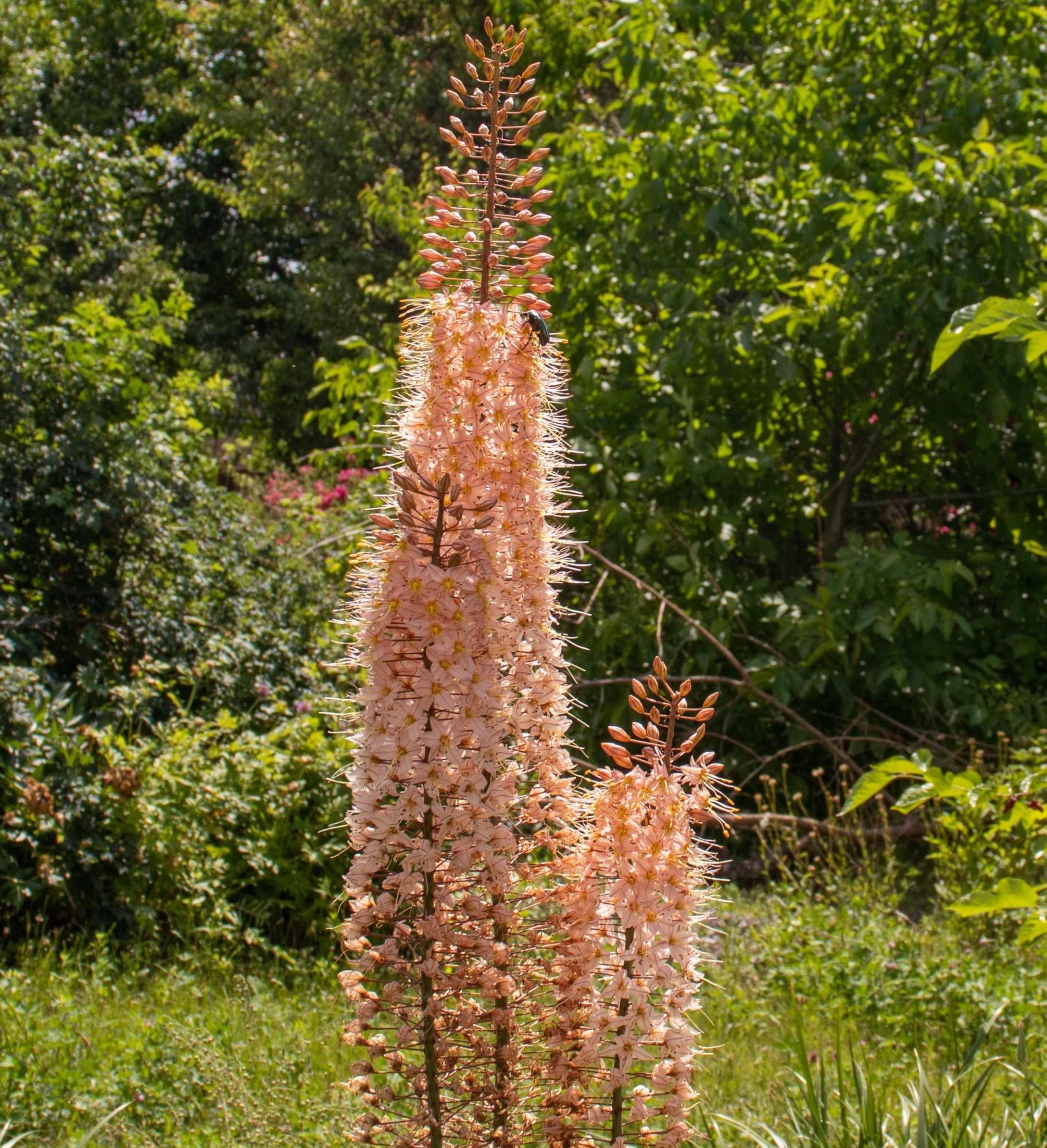 Eremurus Romance