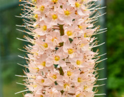 Eremurus Romance