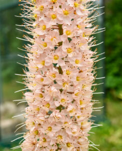 Eremurus Romance