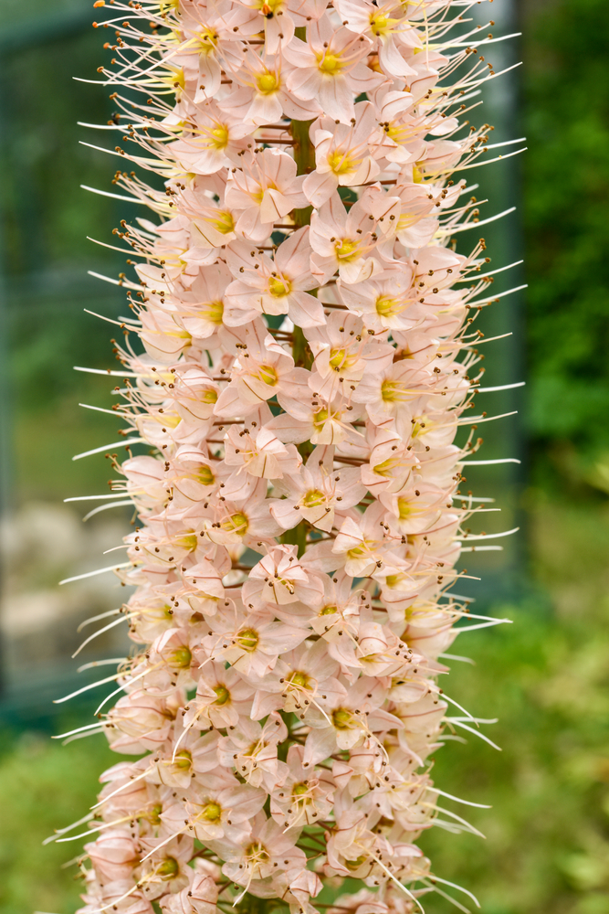 Eremurus Romance