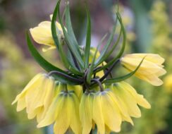 Fritillaria Helena