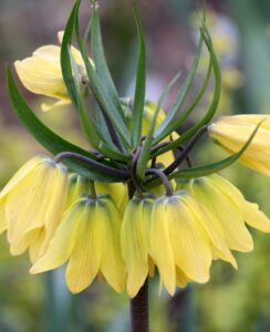 Fritillaria Helena