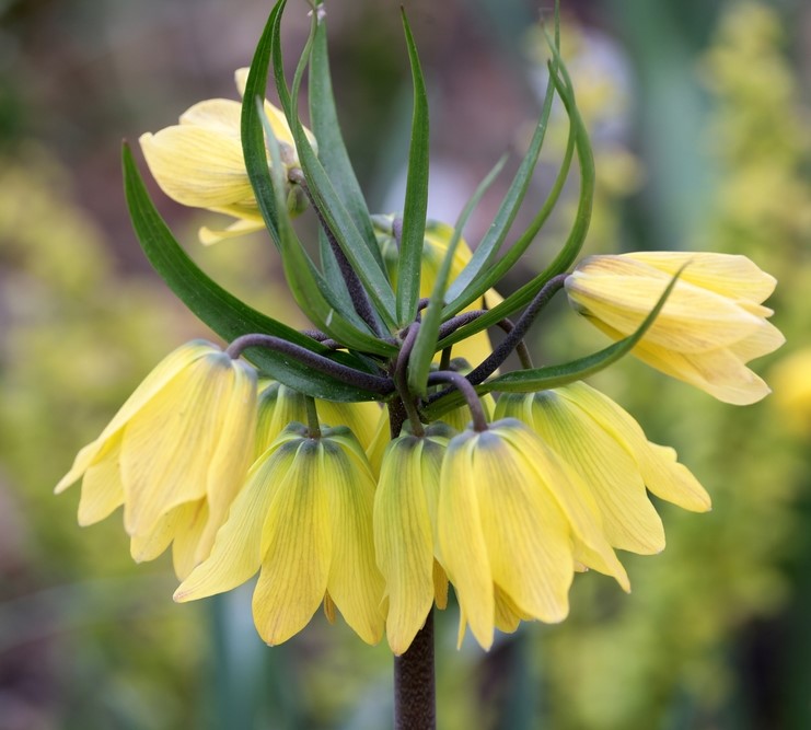 Fritillaria Helena