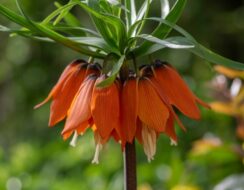 Fritillaria Orange Beauty