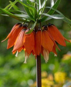 Fritillaria Orange Beauty