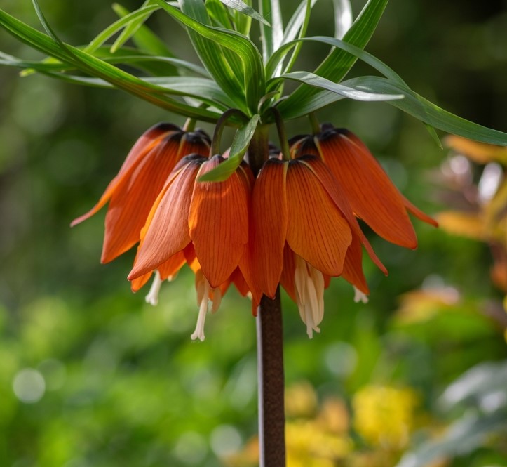 Fritillaria Orange Beauty