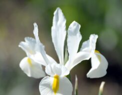 Iris Alaska