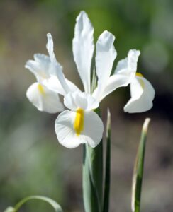 Iris Alaska