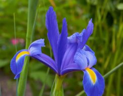 Iris Mickey Ocean