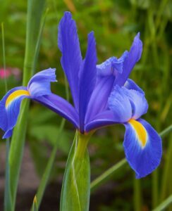 Iris Mickey Ocean