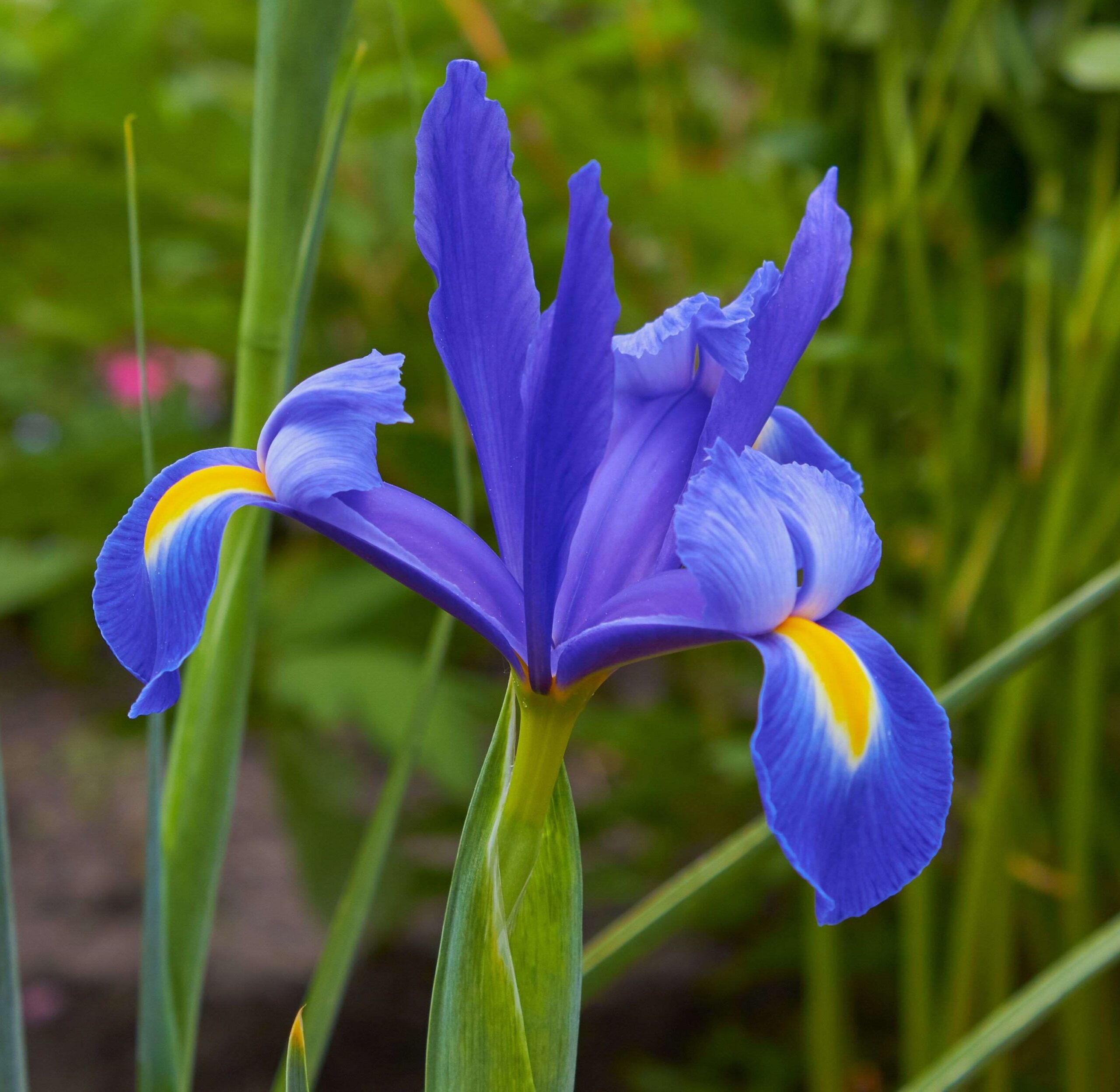 Iris Mickey Ocean