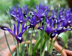 Iris Reticulata Blue Note