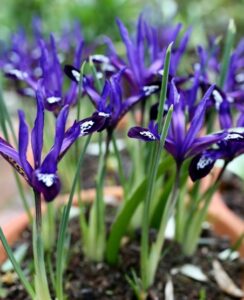 Iris Reticulata Blue Note