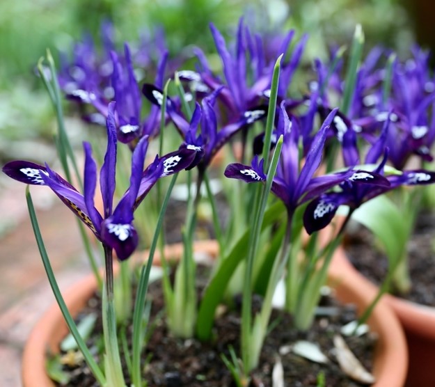 Iris Reticulata Blue Note