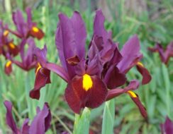 Iris Red Ember