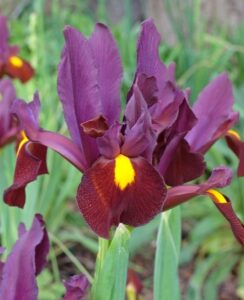 Iris Red Ember
