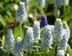 Muscari Alaska