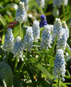 Muscari Alaska
