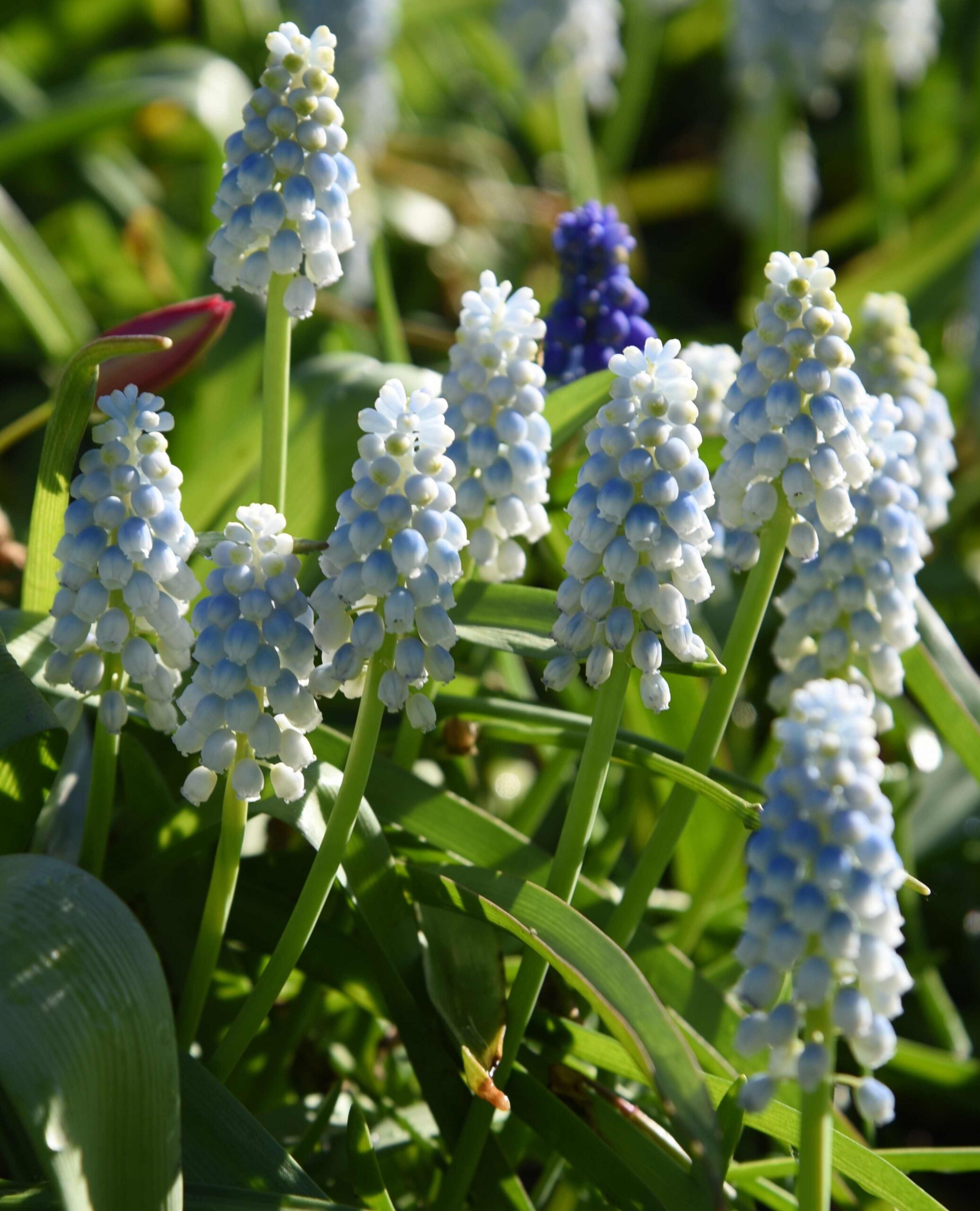 Muscari Alaska
