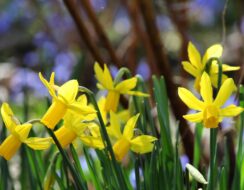 Narcissus Heart to Heart