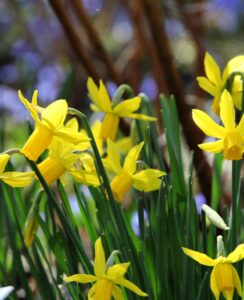 Narcissus Heart to Heart