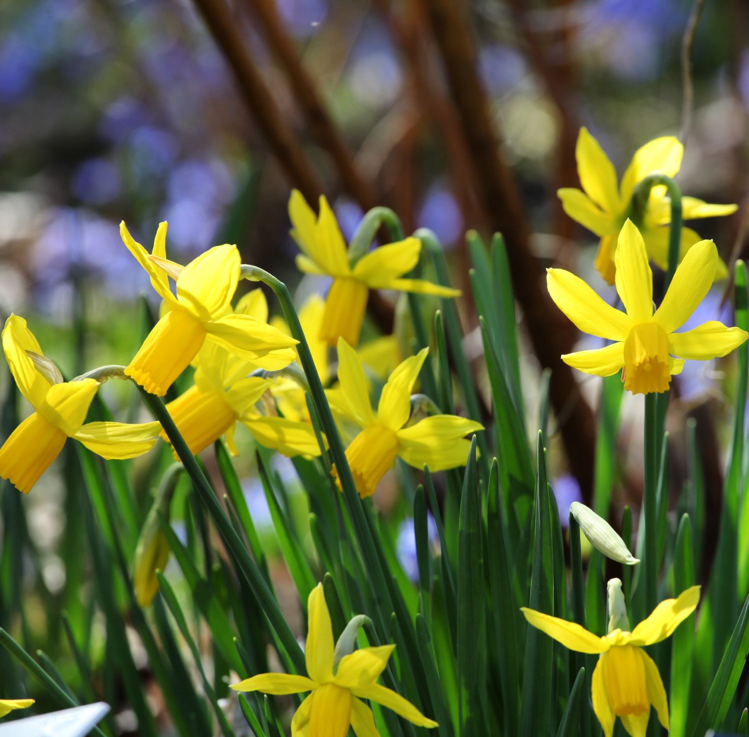 Narcissus Heart to Heart.