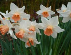 Narcissus Iwona®