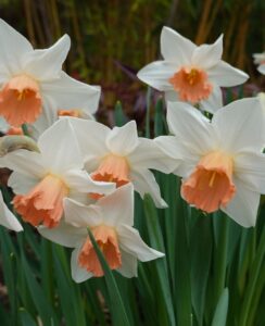 Narcissus Iwona
