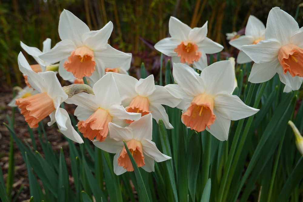 Narcissus Iwona