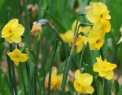 Narcissus More and More