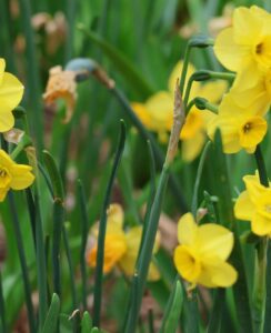 Narcissus More and More