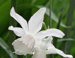Narcissus Starlight Sensation