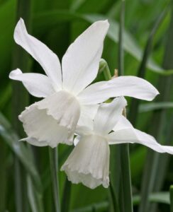 Narcissus Starlight Sensation