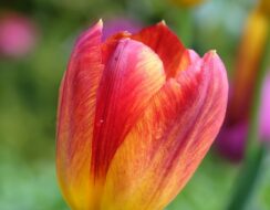 Tulip Amber Glow