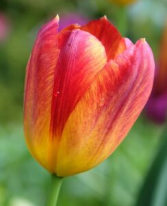 Tulip Amber Glow