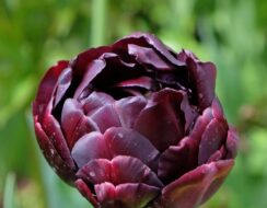 Tulip Black Hero
