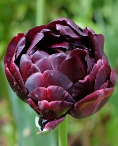 Tulip Black Hero