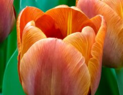 Tulip Cairo