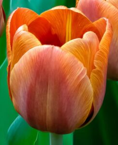 Tulip Cairo