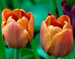 Tulip Cairo