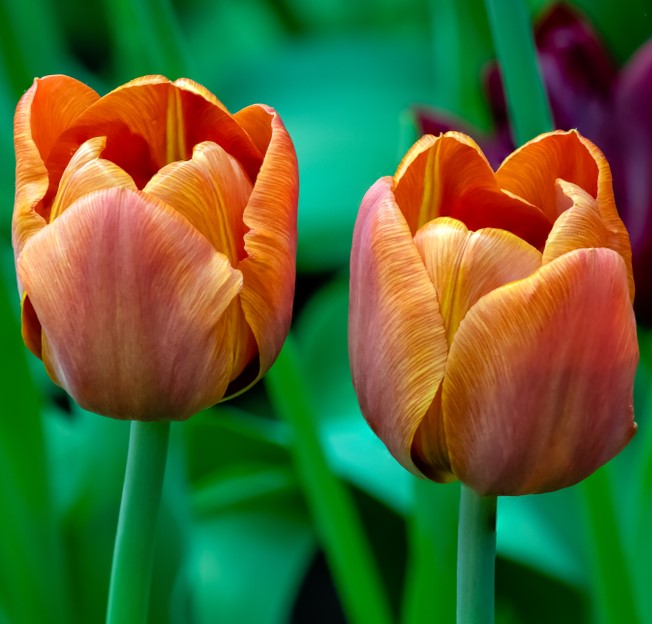 Tulip Cairo