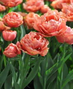 Tulip Copper Image