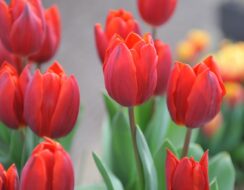 Tulip Couleur Cardinal